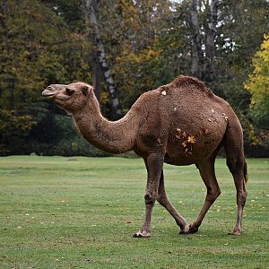 Dromedary