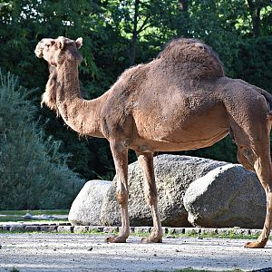 Dromedary