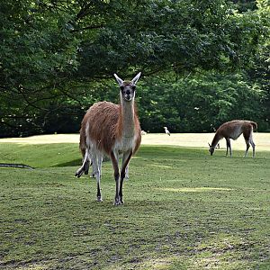 Guanaco
