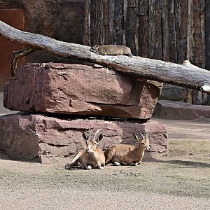 Rock hyrax & Nubian ibex