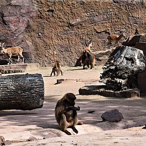 Nubian ibex & Gelada