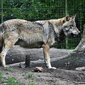Eurasian wolf