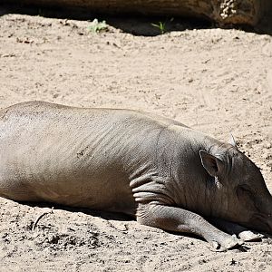 Babirusa