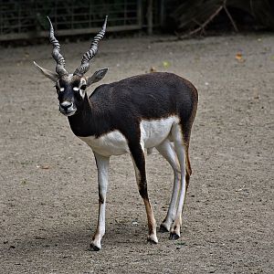Blackbuck