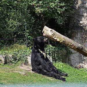 Asian black bear