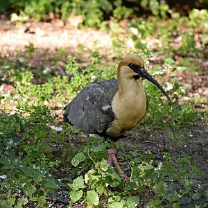 Black-faced ibis