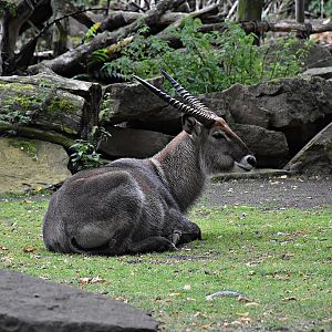 defassa waterbuck