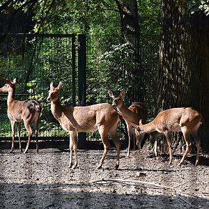Burmese brow-antlered deer