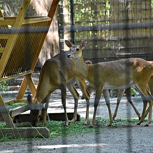 Burmese brow-antlered deer