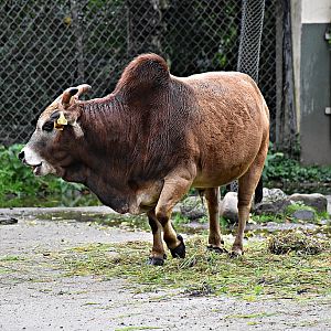 dwarf zebu