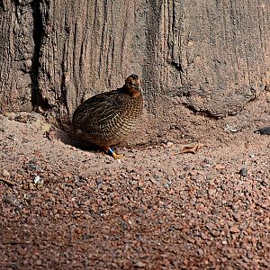 King quail