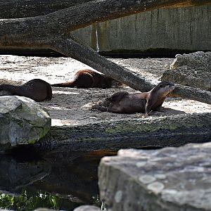 Asian small-clawed otter