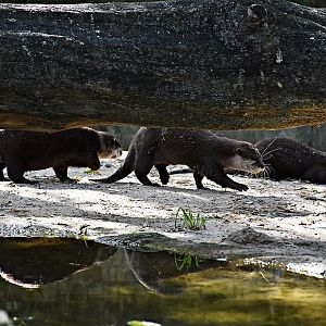 Asian small-clawed otter
