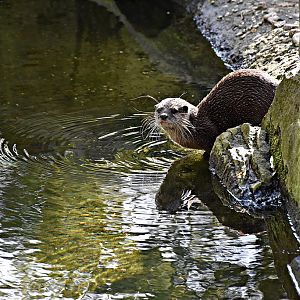 Asian small-clawed otter