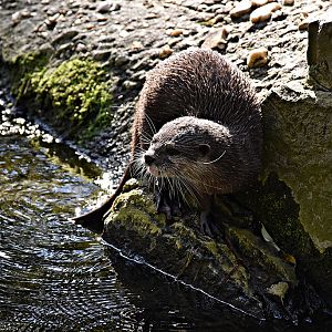 Asian small-clawed otter