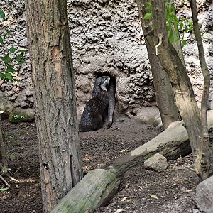 Asian small-clawed otter