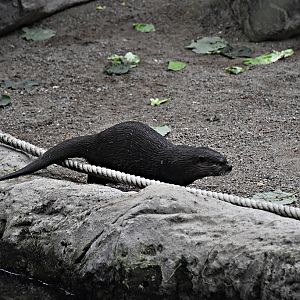 Asian small-clawed otter
