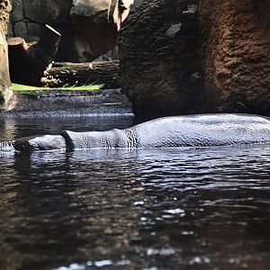 Pygmy hippopotamus