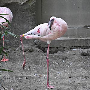 Lesser flamingo