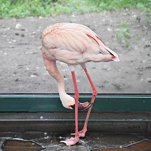 Lesser flamingo