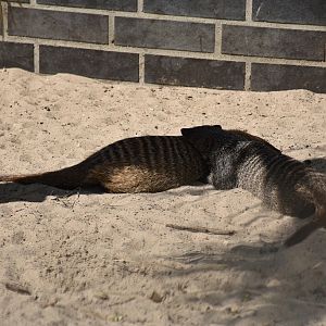 Banded mongoose