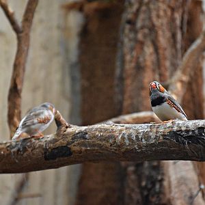 Zebra finch
