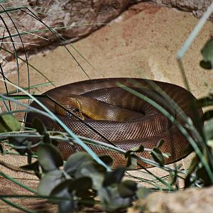 woma python