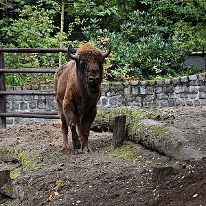 European bison