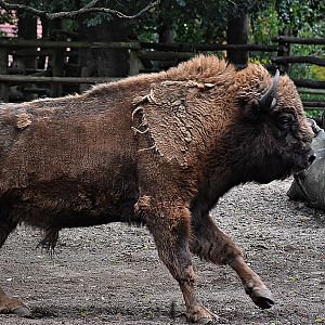 European bison