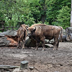 European bison