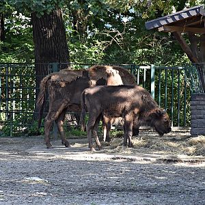 European bison