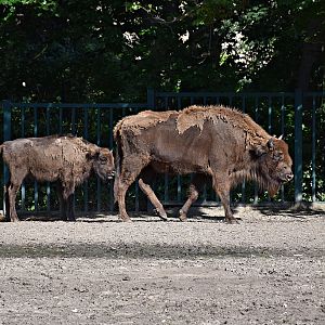 European bison