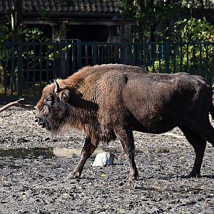 European bison