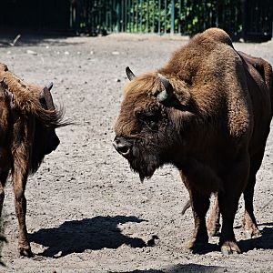 European bison