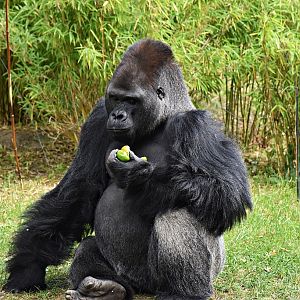 Western lowland gorilla