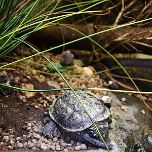 Balkan pond turtle