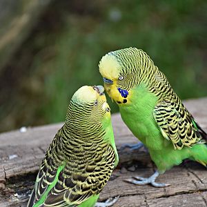 Budgerigar