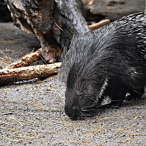 Indian crested porcupine