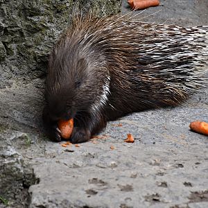 Indian crested porcupine