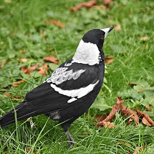 Australian magpie