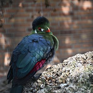 White-cheeked Turaco