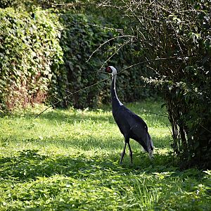 White-naped crane