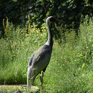 White-naped crane