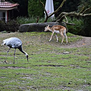 White-naped crane & Blackbuck