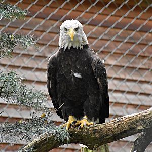 Bald eagle