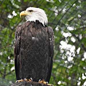 Bald eagle