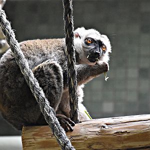 White-headed lemur