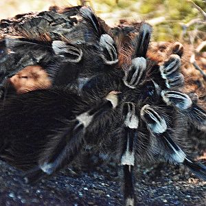 Brazilian whiteknee tarantula