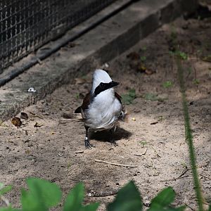 White-crested laughingthrush