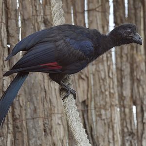 Violet tauraco fledgling